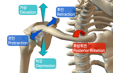 22 쇄골 화살표.jpg