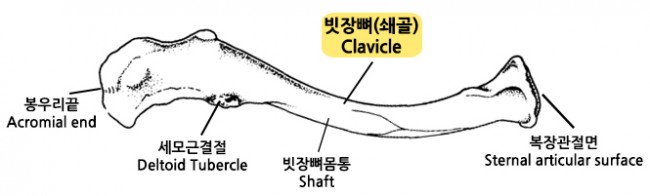 22 쇄골 설명.jpg