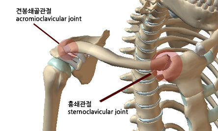 22 쇄골 관절.jpg