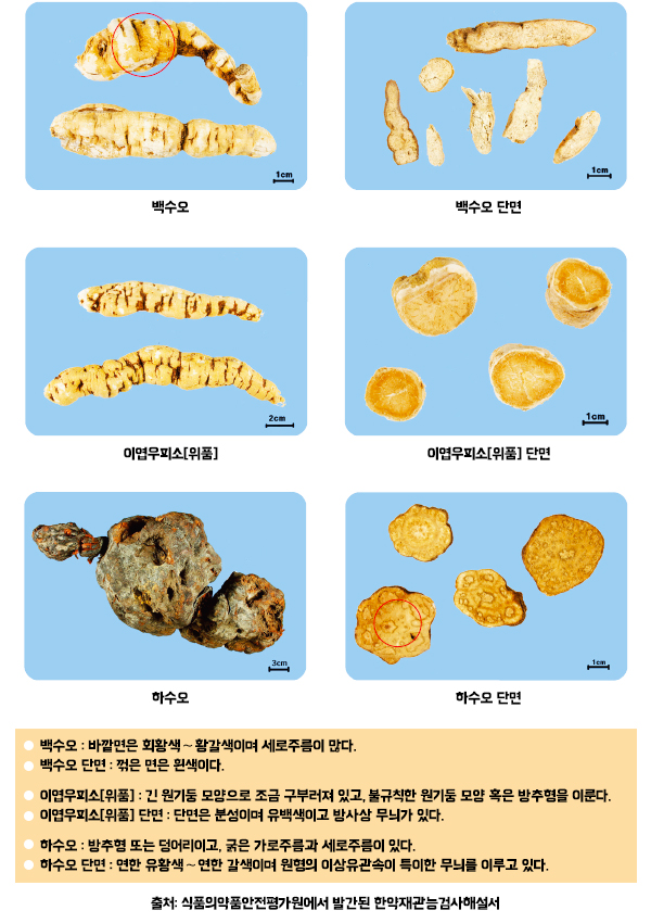 백수오 이엽우피소 하수오.jpg