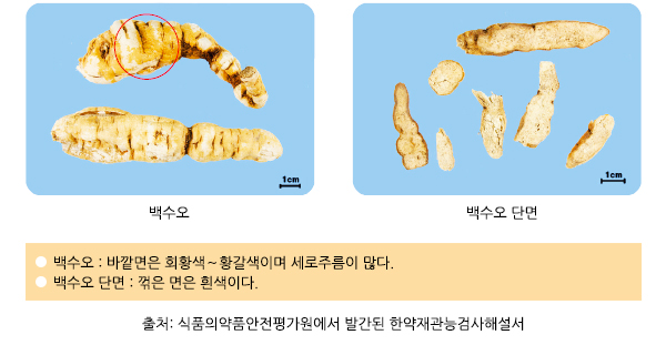 백수오 한약재관능검사해설서.jpg