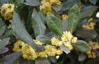 Bay leaf.jpg