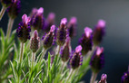 Lavender.jpg