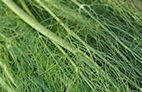 Fennel Fennel.jpg