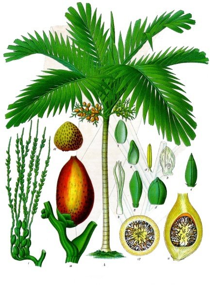 Areca_catechu_-_Köhler–s_Medizinal-Pflanzen-014.jpg