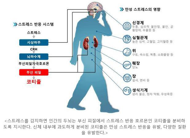 코티졸.jpg