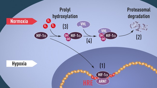 press-medicine2019-figure1.jpg