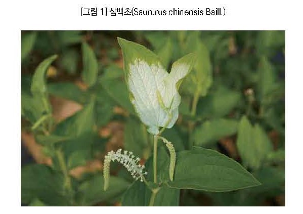 삼백초.jpg