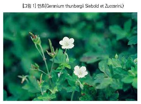 현초.jpg