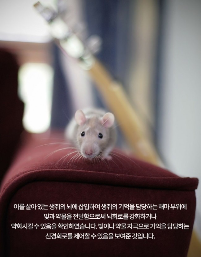 브레인칩6.jpg