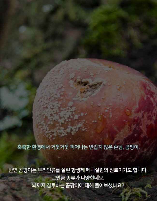곰팡이2.jpg