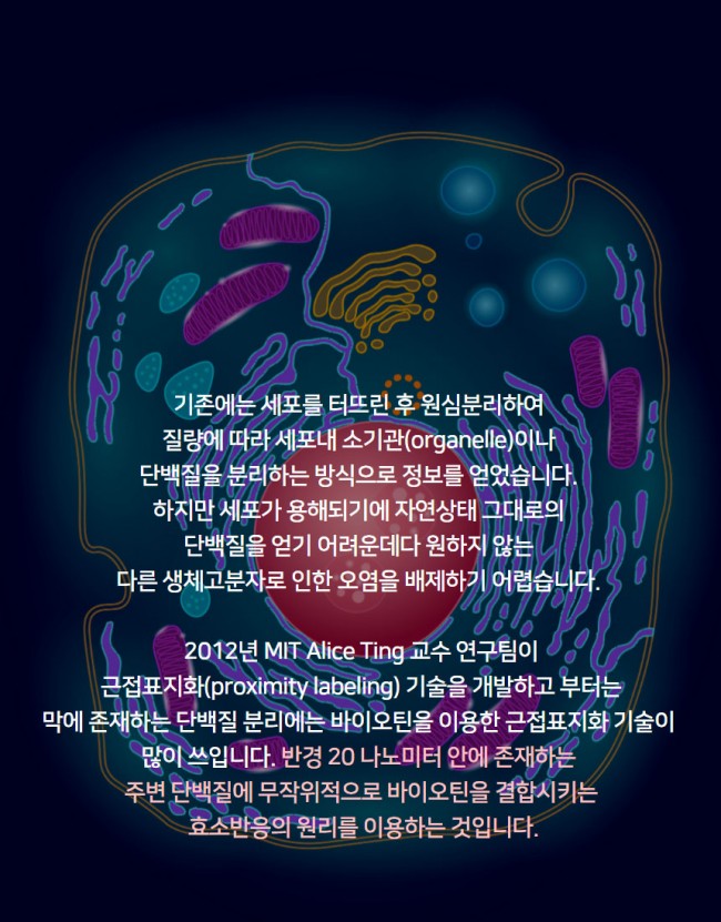 세포3.jpg