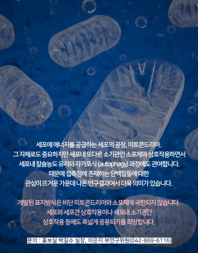 세포6.jpg