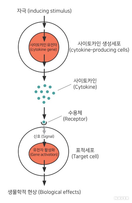 05 사이토카인 3.jpg