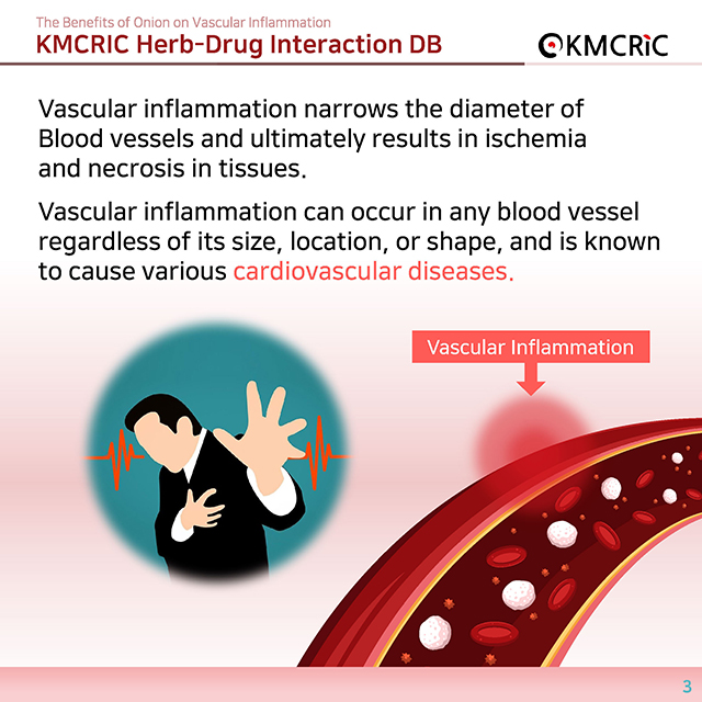 0039 cardnews-약물상호작용 혈관 염증을 줄이는 양파-영어_페이지_03.jpg