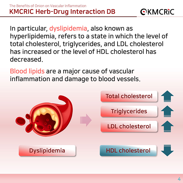 0039 cardnews-약물상호작용 혈관 염증을 줄이는 양파-영어_페이지_04.jpg