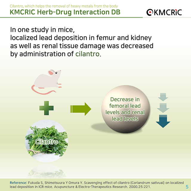 0068 cardnews-약물상호작용 몸속 중금속 제거에 도움이 되는 고수-영어_페이지_05.jpg