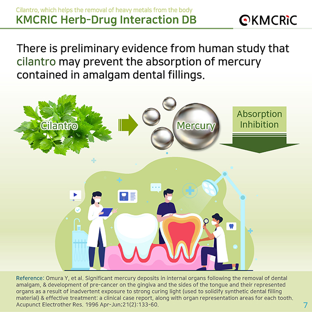 0068 cardnews-약물상호작용 몸속 중금속 제거에 도움이 되는 고수-영어_페이지_07.jpg
