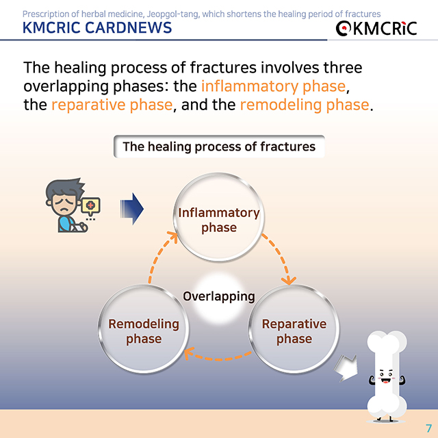 0072 cardnews-골절 치료 기간을 단축하는 접골탕 한약 처방-영어_페이지_07.jpg