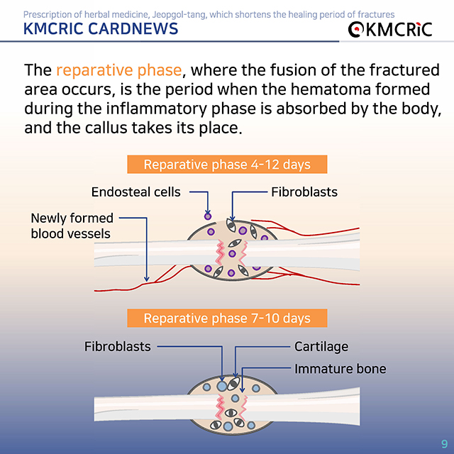 0072 cardnews-골절 치료 기간을 단축하는 접골탕 한약 처방-영어_페이지_09.jpg